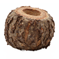 Close Up of Natural Tree Bark Seed Pod with Hollow Center on Transparent Background Clipping Path png