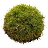 Green Moss Ball with Detailed Texture Isolated on Transparent Background Clipping Path png