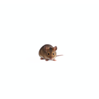 Realistic Brown Mouse Sitting on Light Blue Background with Transparent Clipping Path png