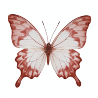 Brown White Butterfly with Detailed Wings Spread on Transparent Background Clipping Path png