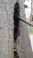 Tree trunk showing mysterious dark substance being extracted video
