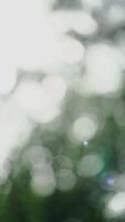 Blurred summer natural background. Beautiful defocused leaves. Abstract nature. Natural Bokeh effect with sun rays. Green color light bokeh nature background. Greenery. video