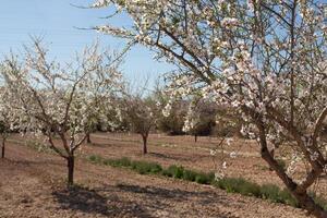 Almond trees bloom brightly in Spain, showcasing nature's beauty during the spring season photo