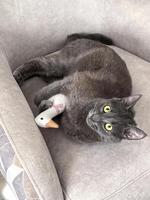 Gray Cat Relaxing on Couch with Stuffed Toy Duck. Taken with a smartphone. photo