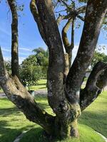 Ancient Tree Trunk and Branches with Textured Bark Standing in a Green Grass Field Under Blue Sky photo