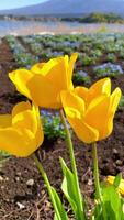 Yellow tulip garden with beautiful Mount Fuji background during spring video