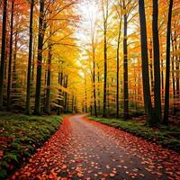 A path through a forest with autumn leaves on the ground photo