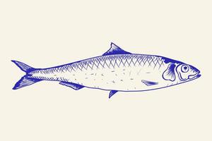 Sardine Fish Hand Drawn Isolated Background. vector