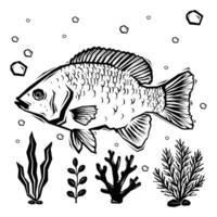 Tilapia, print set of fish with bubbles and river bottom elements in woodcut style vector