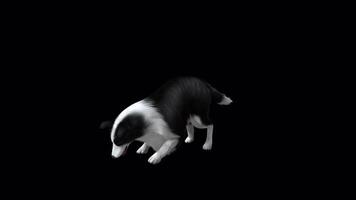 Sheep Dog Eat View from Front Side video