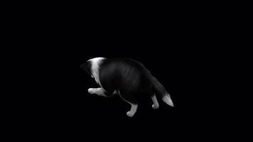 Sheep Dog Eat View from Top Angle Back video
