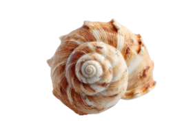 Spiral natural seashell with textured surface, isolated on transparent background. Nature, marine, ocean. png