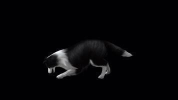 Sheep Dog Eat View from Side video