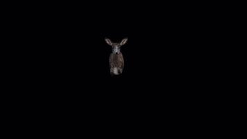 Black Deer Doe Fly Jump View from Front video