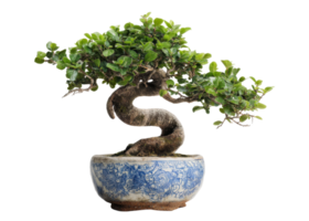 Bonsai tree with curved trunk and green leaves in a ceramic pot with blue and white pattern isolated on transparent background, nature, plant, art. png