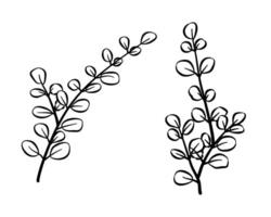 eucalyptus leaves drawing vector