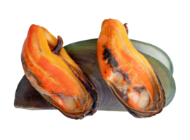 Three steamed green mussels in red meat and shell in pile isolated with clipping path in file format png