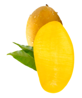 Ripe yellow mango fruit and half with green leaves and water droplets in stack isolated with clipping path in file format png
