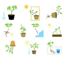 Educational illustration set showing various types of plant tropism , plants respond to different environmental stimuli. Perfect for science learning materials, biology posters, and classroom visuals. vector
