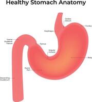 B51Healthy Stomach Anatomy Science Design Illustration vector