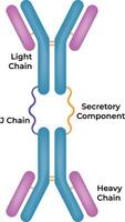 Structure of an Antibody Light and Heavy Chains J Chain Secretory Component Illustration vector