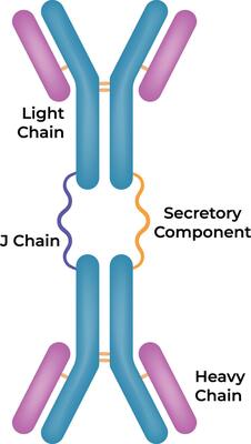 Structure of an Antibody Light and Heavy Chains J Chain Secretory Component Illustration