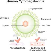 Human Cytomegalovirus Structure and Cell Interaction Science Design Illustration Diagram vector