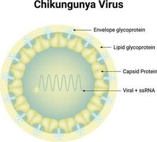 Chikungunya Virus Structure Science Design Illustration Diagram vector