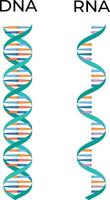 DNA and RNA Science Design Illustration Diagram vector