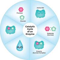Catalytic Cycle of an Enzyme Science Design Illustration Diagram vector