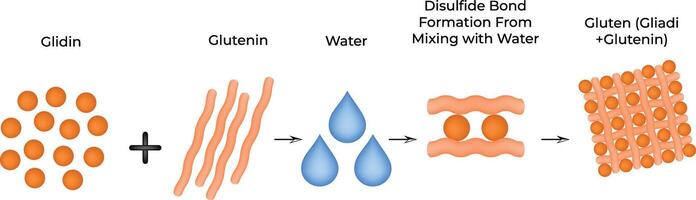 Disulfide Bond Formation From Mixing with Water Science Design Illustration Diagram vector