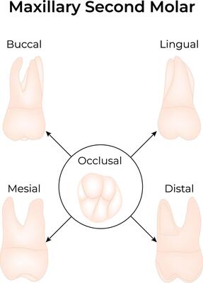 Maxillary Second Molar Anatomy Science Design Illustration Diagram