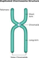 Duplicated Chromosome Structure Science Design Illustration Diagram vector