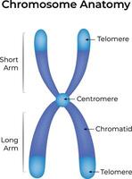 Chromosome Anatomy A detailed illustration of chromosome structure with key components labeled Design Diagram vector
