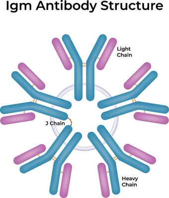 IgM Antibody Structure A Pentameric Immunoglobulin Illustration