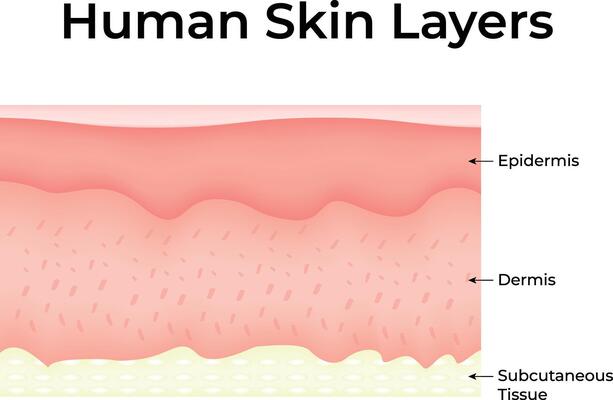 Human Skin Layers Science Design Illustration Diagram