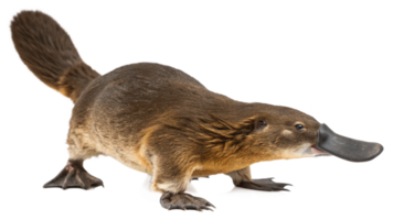 A platypus with its mouth open and its tail in the air png