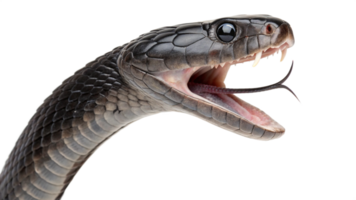 A black snake with its mouth open and its mouth open png