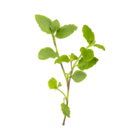 Wild benghal dayflower leaves branch isolated on transparent background png