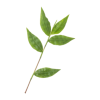 Fresh green wild oplismenus hirtellus or basket grass leaves branch isolated on transparent background png