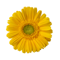 Yellow gerbera flower isolated on transparent background png
