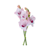 Soft Pink gladiolus flower stems isolated on transparent background png