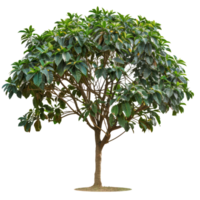 Isolated Green Tree. Perfect For Your Designs. Lush Foliage And Textured Trunk Add Natural Charm. png