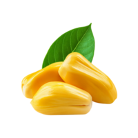 Jackfruit seed on transparent background png