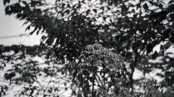 Close-up of a Leafy Branch Soft Focus on Surrounding Trees. photo