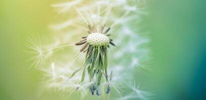 Soft white dandelion macro closeup with selective focus on seedhead, dreamy mood of nature in sunlight, tranquil moment perfect for floral backgrounds, creative design, peaceful scenes photo