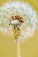 Fine macro shot of dandelion flower against bokeh background, fuzzy seedhead glowing in daylight, peaceful botanical imagery perfect for prints, design, nature-based themes or wellness photo
