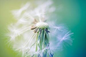 Dreamy dandelion closeup photo soft seeds detailed view against warm light background, botanical macro texture for peaceful visuals, calm concepts, nature wallpapers, organic design
