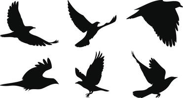 Large-Winged Birds in Soaring Motion vector