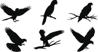 Soaring Birds Scene vector